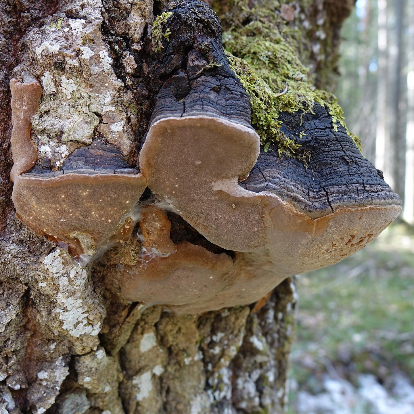 Трутовик осиновый (Phellinus Tremulae)