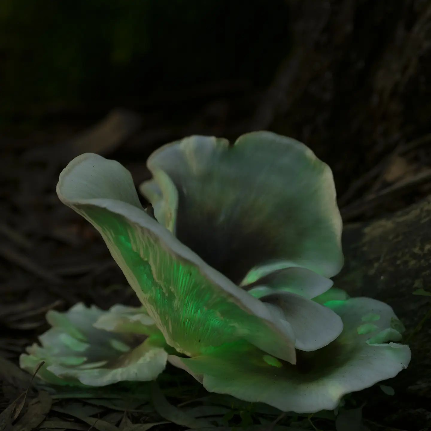 Призрачный гриб (Omphalotus nidiformis)