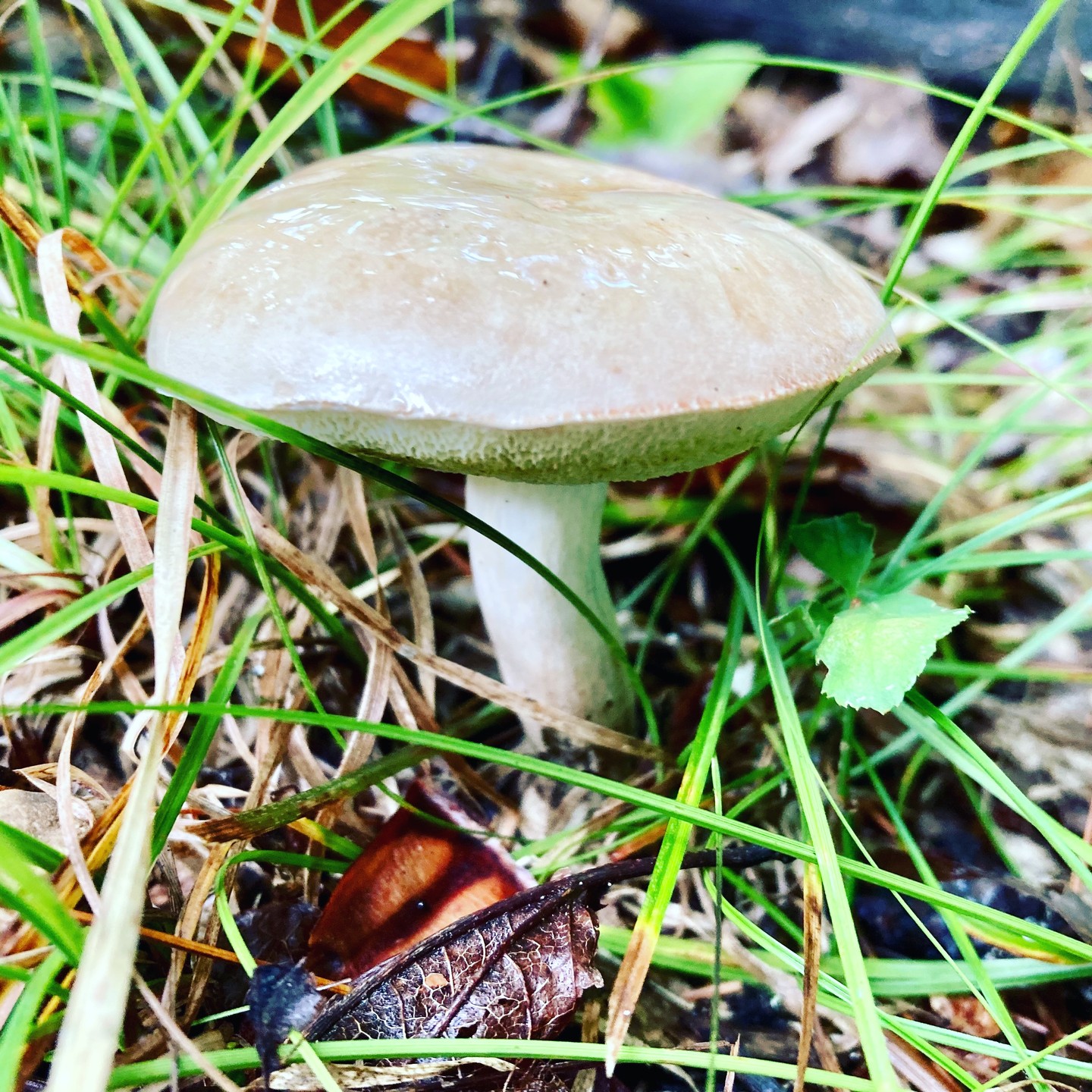 Подберезовик болотный (Leccinum holopus)