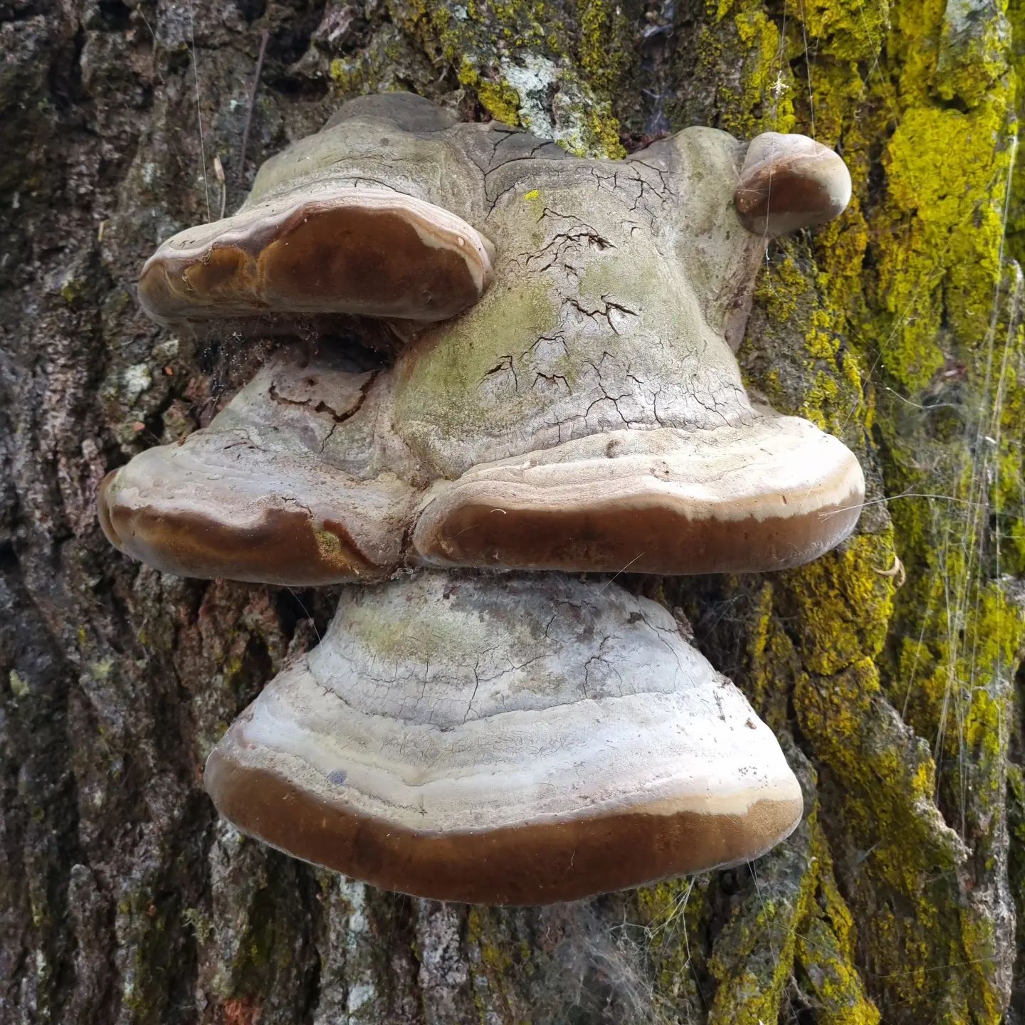 Трутовик ложный (Phellinus igniarius)