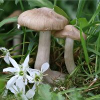 Энтолома садовая (Entoloma clypeatum)