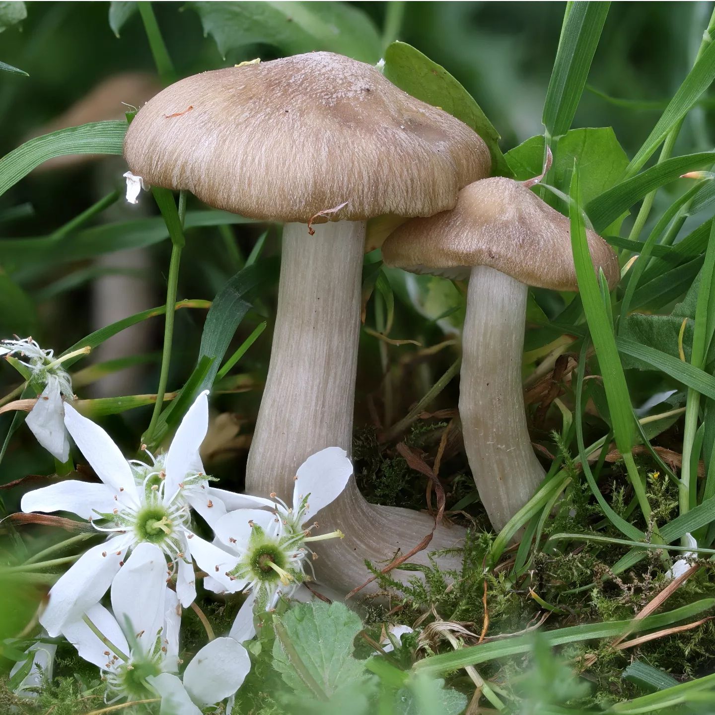Энтолома садовая (Entoloma clypeatum)