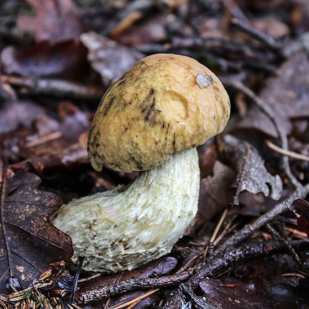 Подберезовик чернеющий (Leccinum nigrescens)