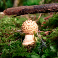 Мухомор щетинистый (Amanita echinocephala)