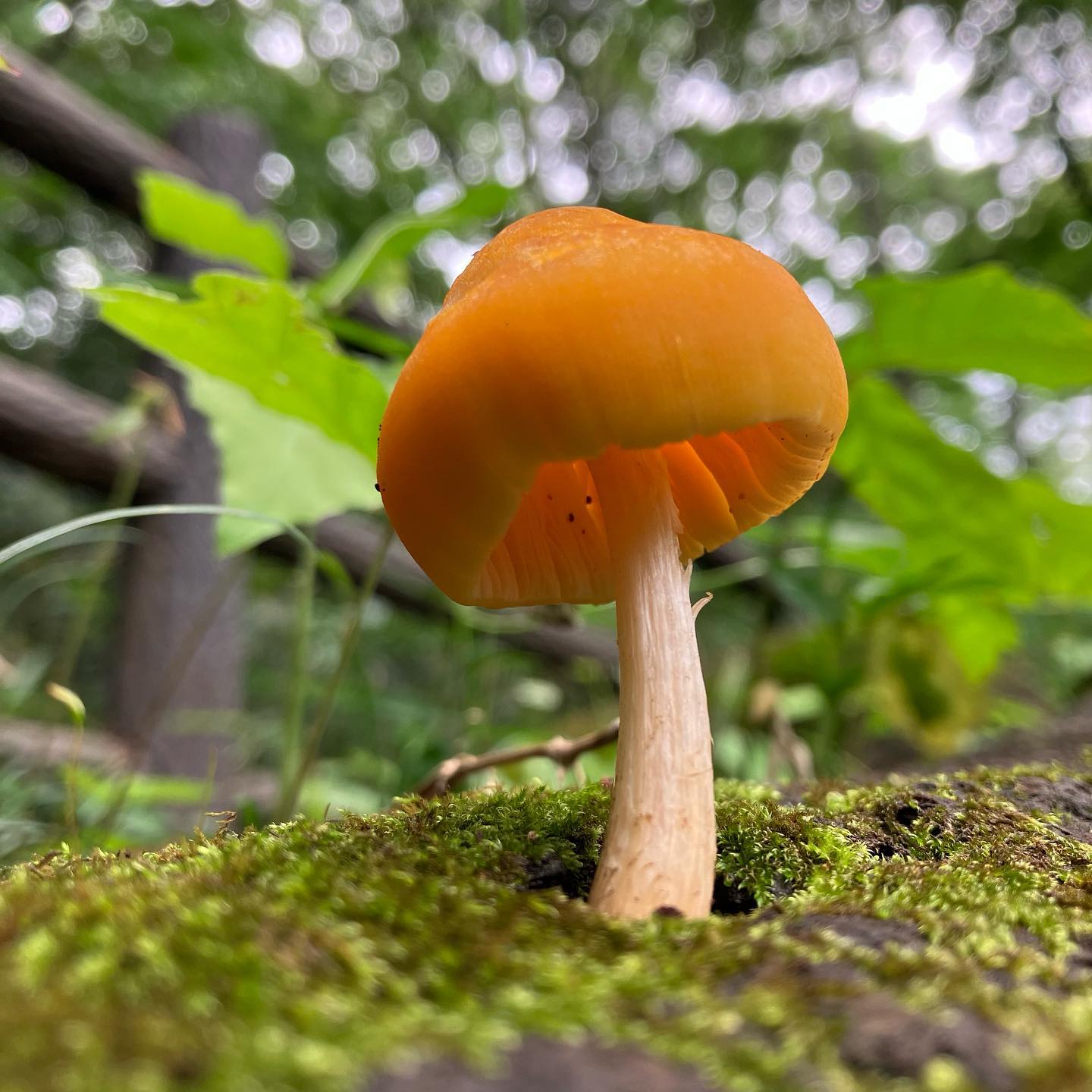 Плютей львино-желтый (Pluteus leoninus)