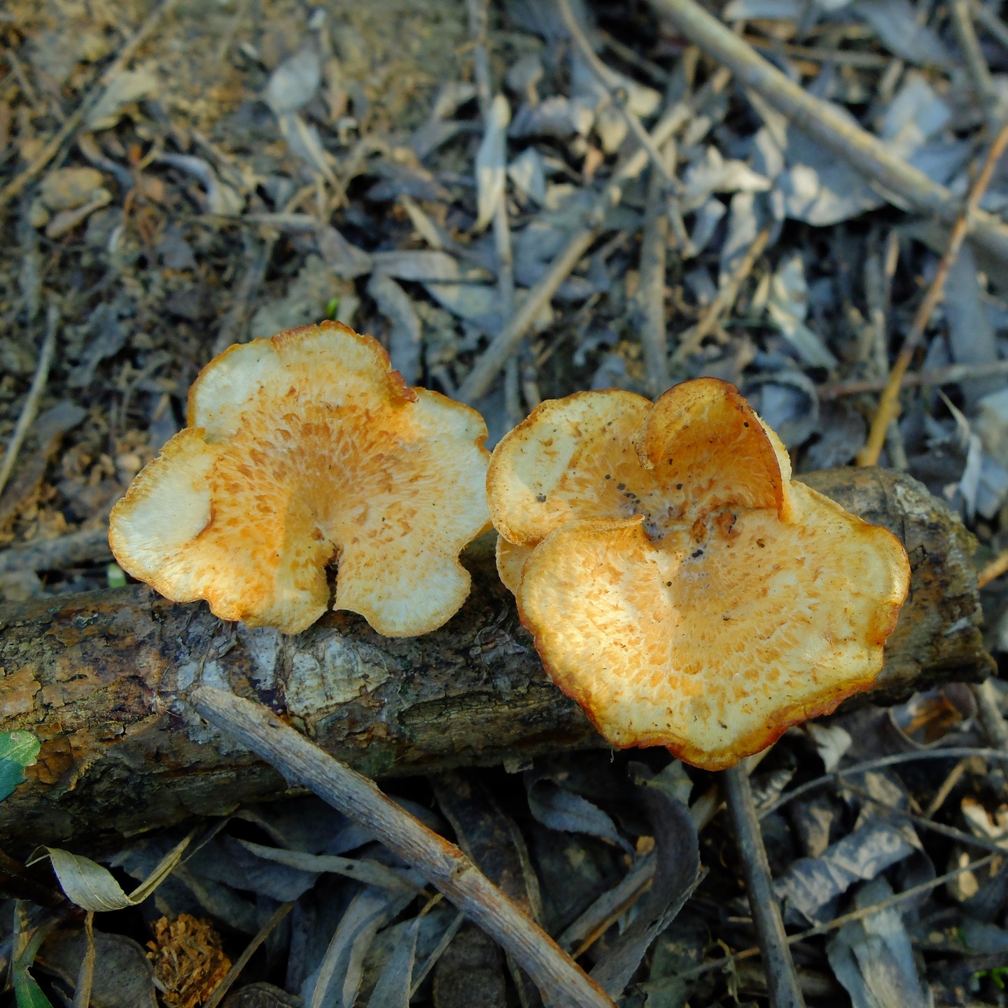 Трутовик ячеистый (Neofavolus alveolaris) 