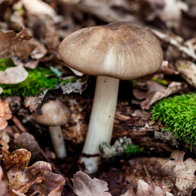 Коллибия широкопластинчатая (Megacollybia platyphylla)
