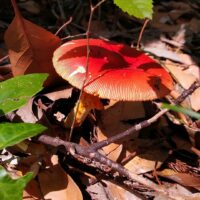 Мухомор кесаревидный (Amanita caesareoides)