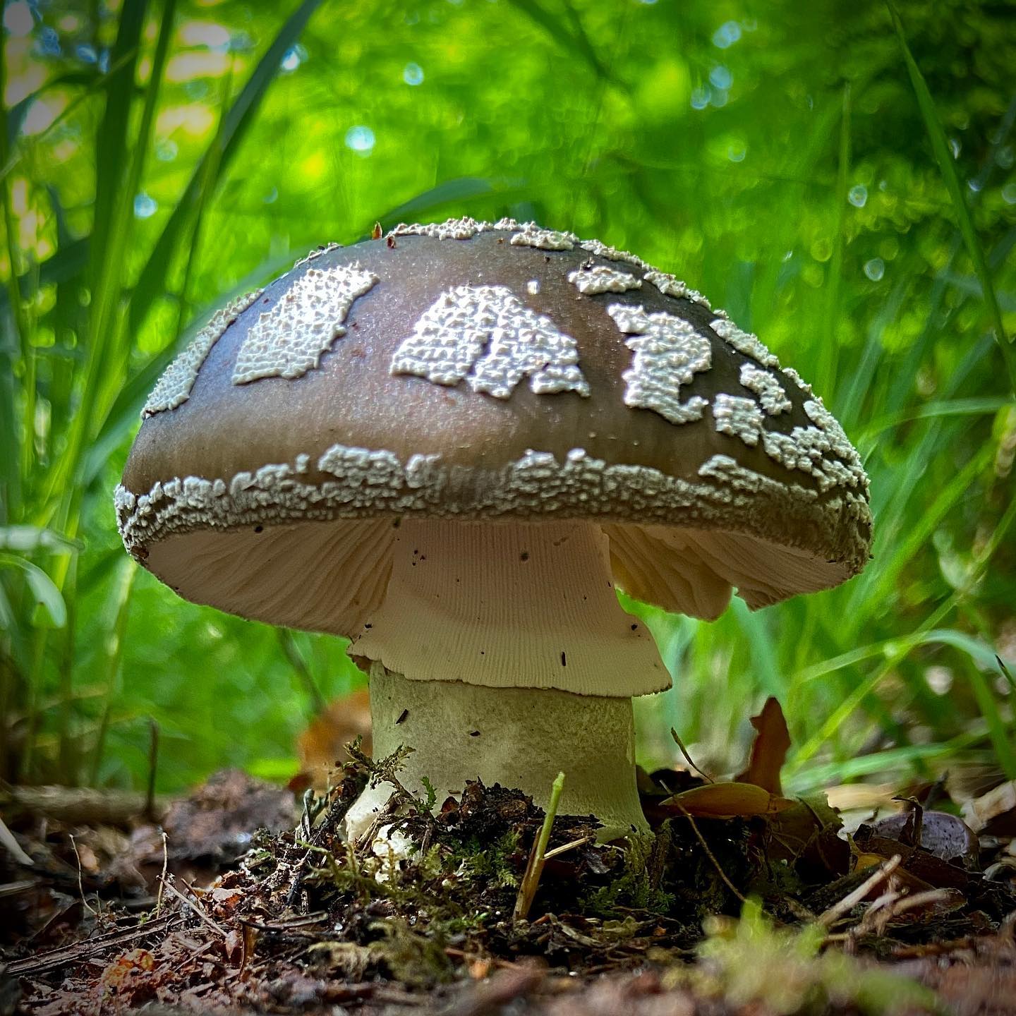 Мухомор высокий (Amanita excelsa)