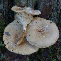 Пилолистник чешуйчатый (Neolentinus lepideus)