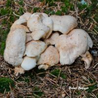 Трутовик овечий (Albatrellus ovinus)