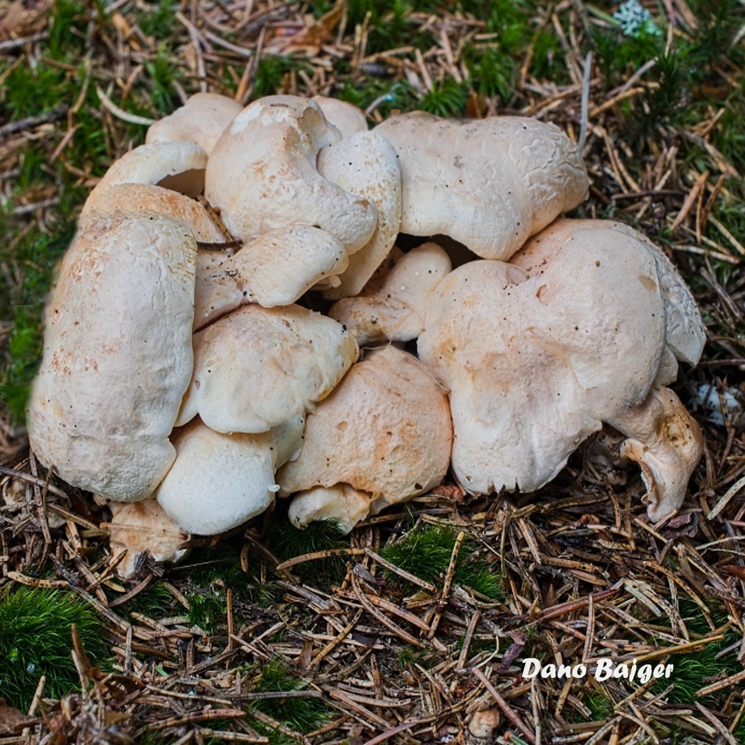 Трутовик овечий (Albatrellus ovinus)