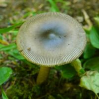 Поплавок серый (Amanita vaginata)