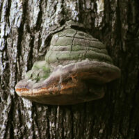 Трутовик ложный (Phellinus igniarius)