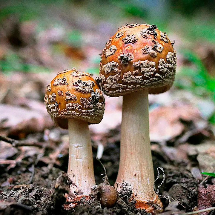 Поплавок странный (Amanita ceciliae)