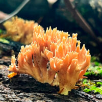 Рамария красивая (Ramaria formosa)