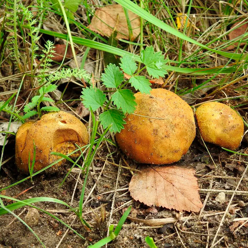Ложнодождевик луковичный (Scleroderma cepa)