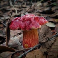 Болетус дюпена (Rubroboletus dupainii)