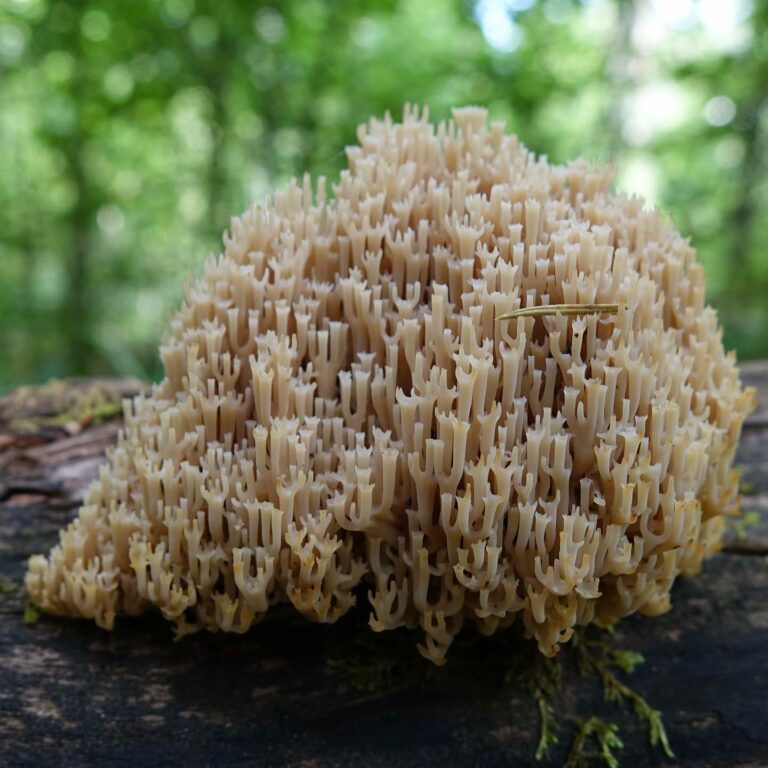 Клавикорона крыночковидная (Artomyces pyxidatus)