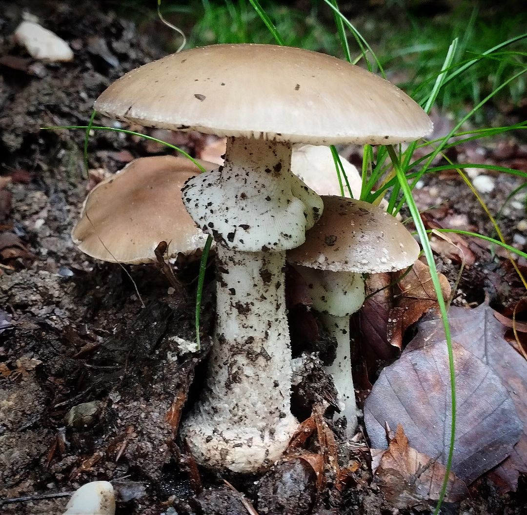 Мухомор элиаса (Amanita eliae)