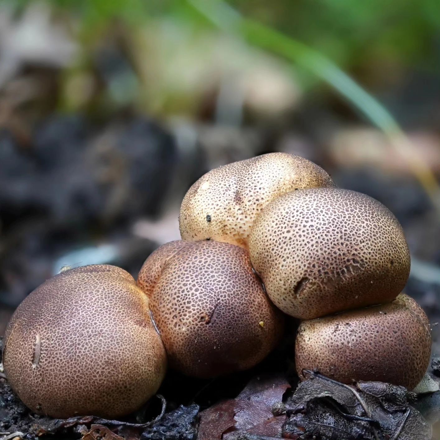 Ложнодождевик пятнистый (Scleroderma areolatum)