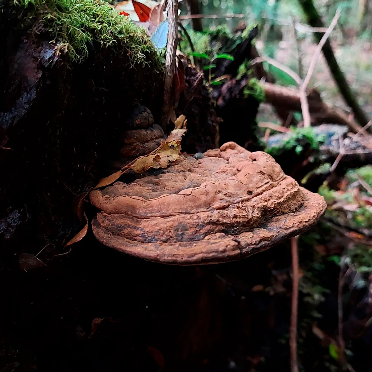 Трутовик южный (Ganoderma australe)