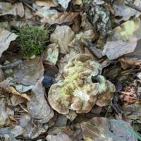 Альбатреллус гребенчатый (Laeticutis cristata)