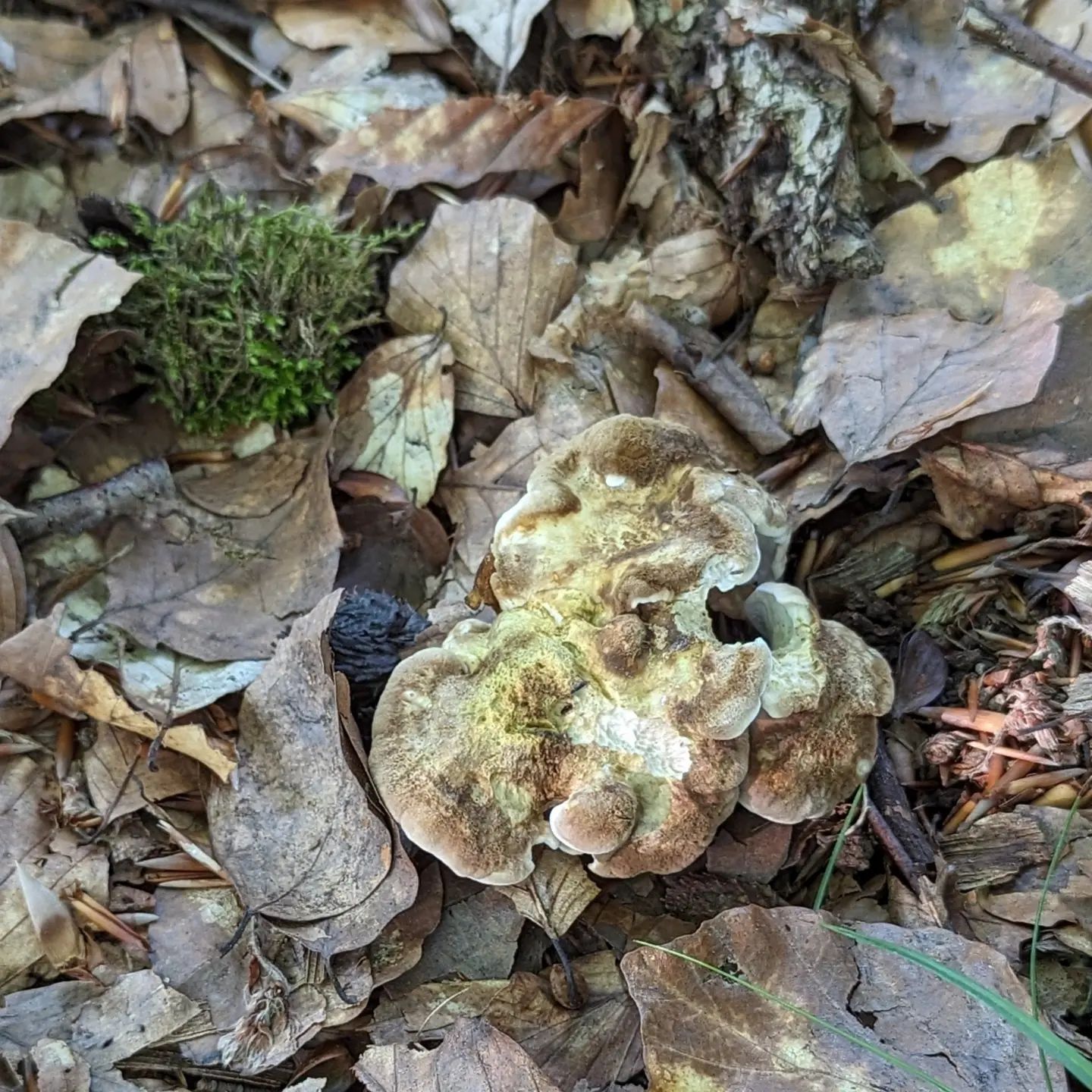 Альбатреллус гребенчатый (Laeticutis cristata)