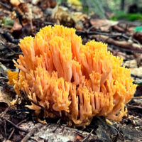 Рамария золотистая (Ramaria aurea)