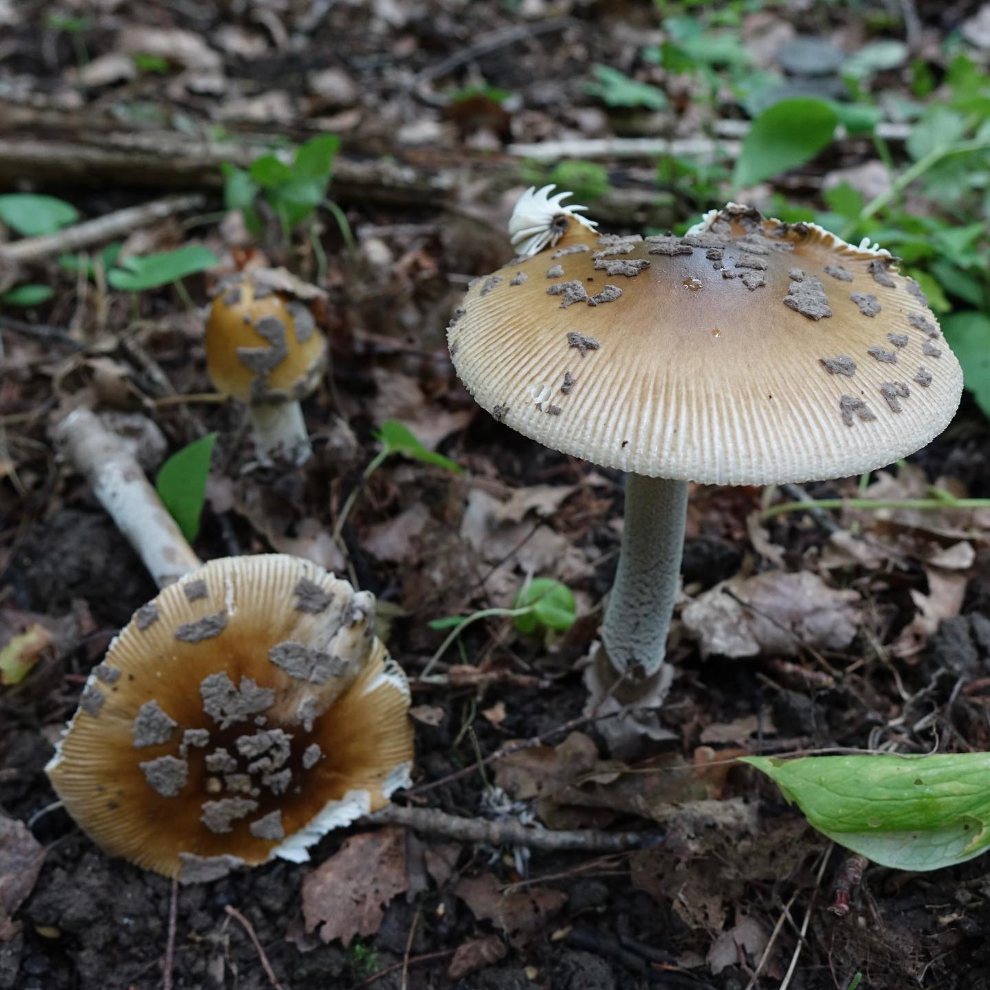 Мухомор сицилийский (Amanita ceciliae)