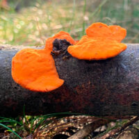 Трутовик киноварно-красный (Pycnoporus cinnabarinus)