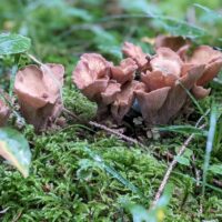 Булавовидная лисичка (Gomphus clavatus)