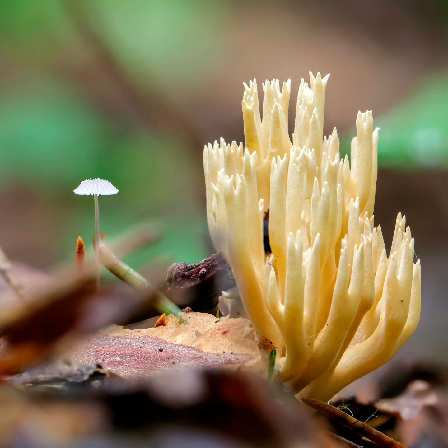 Рамария обыкновенная (Ramaria eumorpha, sin. Ramaria invalii)