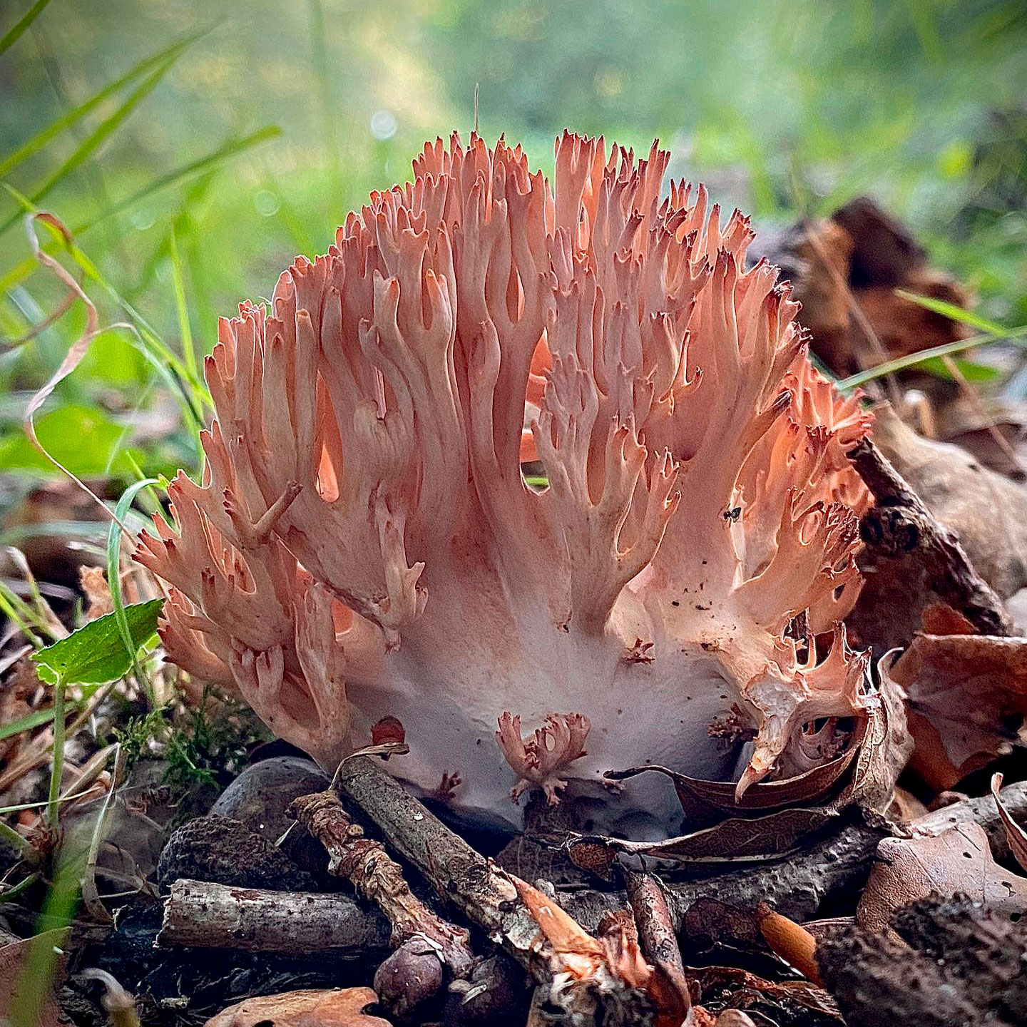 Рогатик гроздевой (Ramaria botrytis)