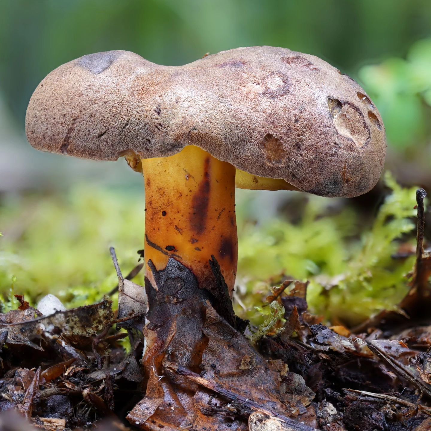 Моховик припорошенный (Cyanoboletus pulverulentus)