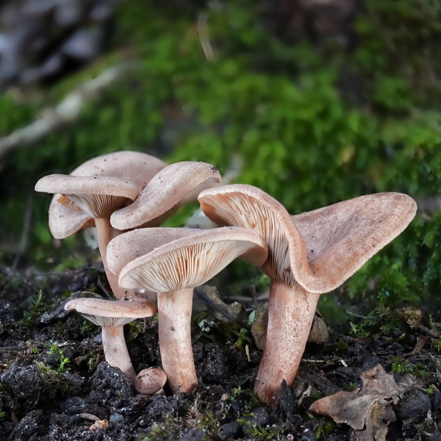 Млечник нейтральный (Lactarius quietus) 