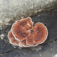 Трутовик бугристый (Daedaleopsis confragosa)