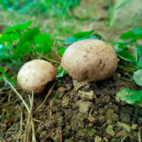 Ложнодождевик бородавчатый (Scleroderma verrucosum)