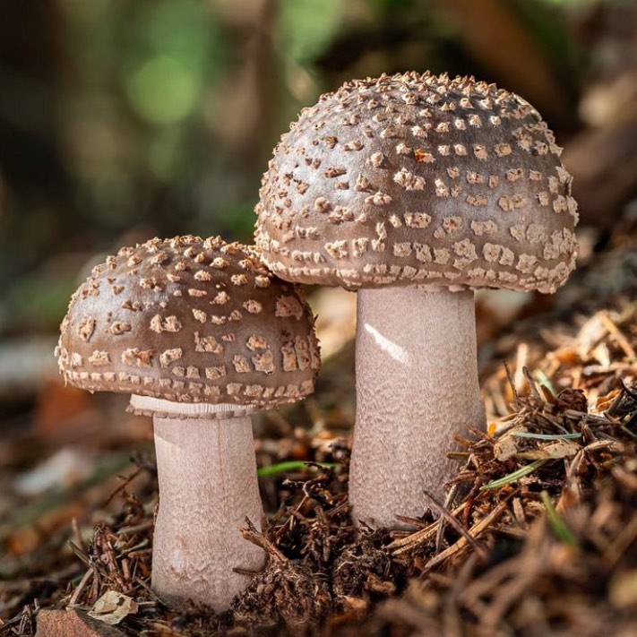 Мухомор жемчужный (Amanita rubescens) 