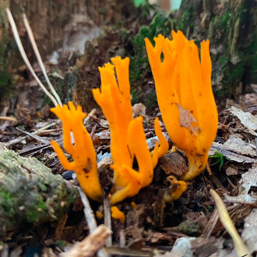 Калоцера клейкая или слизистая (Calocera viscosa)