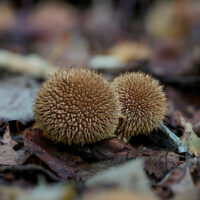 Дождевик ежовый (Lycoperdon echinatum)