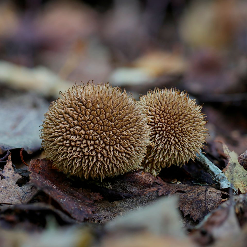 Дождевик ежовый (Lycoperdon echinatum)