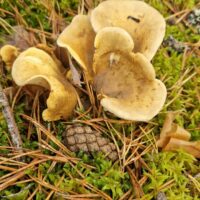 Тапинелла панусовидная (Tapinella panuoides)