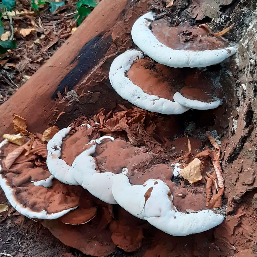 Трутовик выразительный (Ganoderma adspersum)