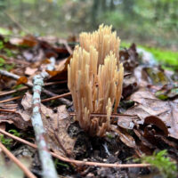 Рамария жёсткая (Ramaria stricta)