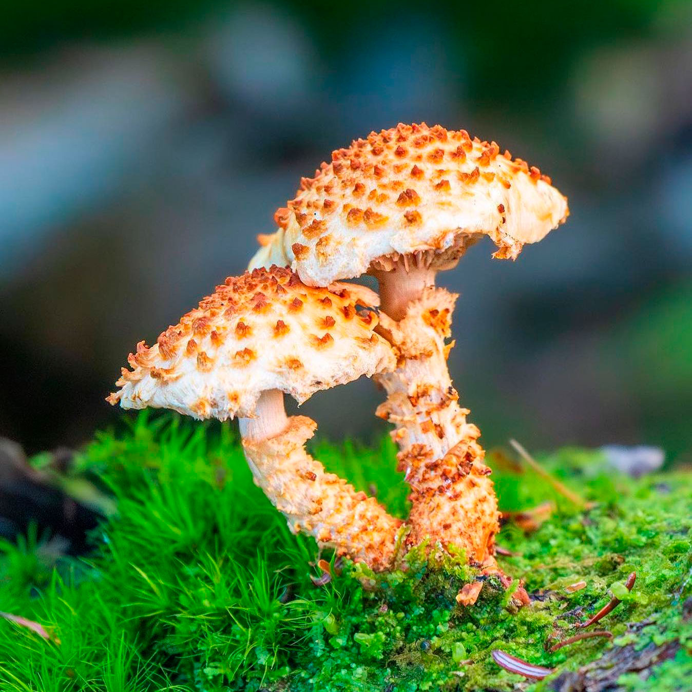 Чешуйчатка чешуйчатовидная (Pholiota squarrosoides)