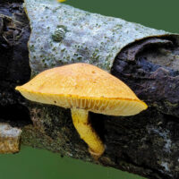 Чешуйчатка бугорчатая (Pholiota tuberculosa)