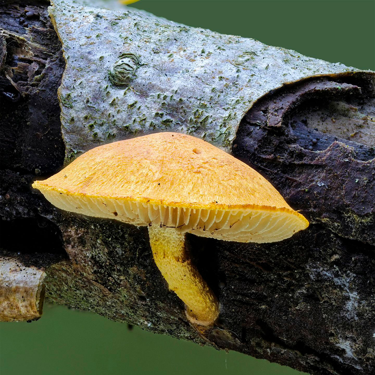Чешуйчатка бугорчатая (Pholiota tuberculosa)