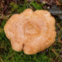 Груздь золотисто-жёлтый (Lactarius chrysorrheus)