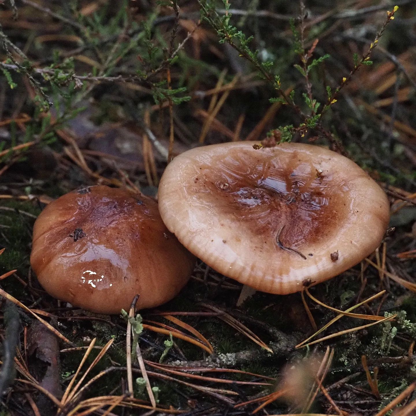 Рядовка высокая (Tricholoma stans)